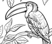 Coloriage Un Toucan male sur l'arbre