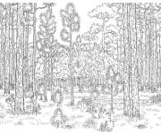 Coloriage Vieille for&ecirc;t tropicale