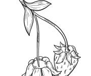 Coloriage et dessins gratuit Des fraises vertes à imprimer