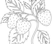 Coloriage Fraises dans fraisier