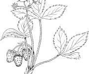 Coloriage Fraises de virgine