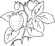 Coloriage Fraises pr&ecirc;tes pour la r&eacute;colte