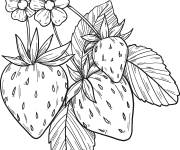 Coloriage Fraisier maternelle