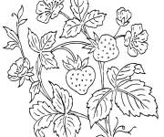 Coloriage Fraisier pleine des fraises