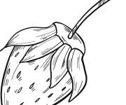 Coloriage Fruit fraise en noir et blanc