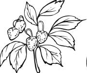 Coloriage Les branches de fraisier