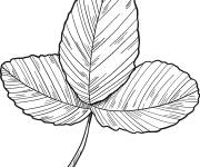 Coloriage Les feuilles de la plante de fraisier