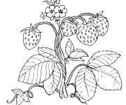 Coloriage Plante des fraises pour les petits