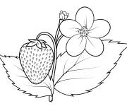 Coloriage Plante fraisier