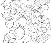 Coloriage Plusieurs fraises dans le fraisier