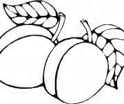 Coloriage et dessins gratuit Fruit Abricot à imprimer