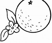 Coloriage Fruit Orange