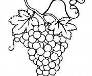 Coloriage Grappes De Raisin Dessin Gratuit A Imprimer