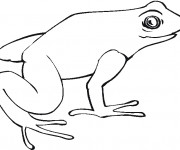 Coloriage Grenouille &agrave; d&eacute;corer
