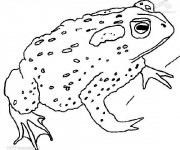 Coloriage Grenouille Adulte verte