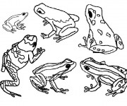 Coloriage et dessins gratuit Grenouille cycle de vie à imprimer