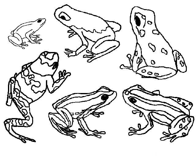 Coloriage Grenouille Cycle De Vie Dessin Gratuit à Imprimer