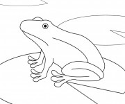 Coloriage Grenouille dans l'eau