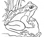 Coloriage Grenouille en plein air