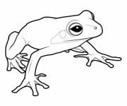 Coloriage Grenouille sans tache