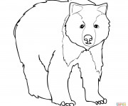 Coloriage Grizzly pour enfant