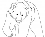 Coloriage Grizzly qui marche