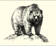 Coloriage Grizzly réalistique