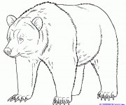 Coloriage et dessins gratuit Grizzly stylisé à imprimer