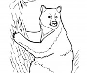 Coloriage Grizzly sur l'arbre