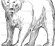 Coloriage et dessins gratuit Grizzly te regarde à imprimer