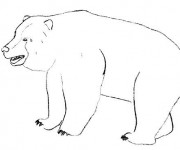 Coloriage et dessins gratuit Un gros Grizzly à imprimer