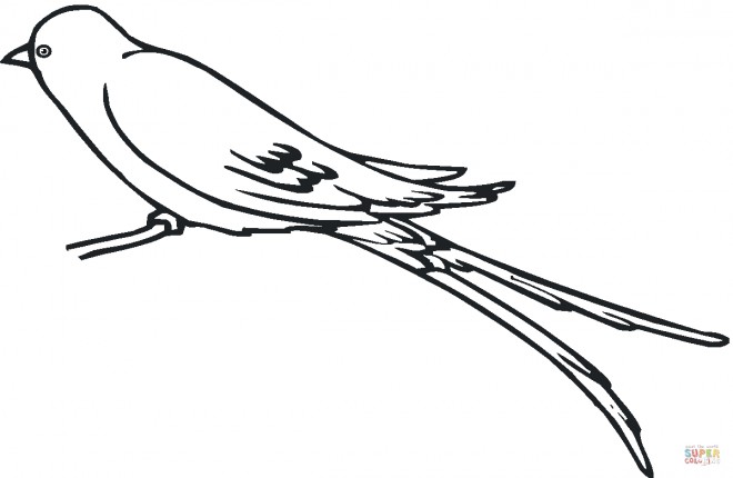 hirondelle 27