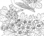 Coloriage Hirondelle au jardin