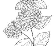 Coloriage Adorable fleur Hortensia