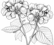 Coloriage Adulte Hortensia