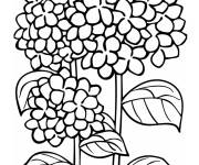 Coloriage Aper&ccedil;u Hortensia