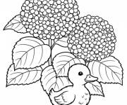 Coloriage B&eacute;b&eacute; canard et Hortensia