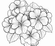 Coloriage Blanche Hortensia