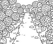 Coloriage Champ de Hortensia