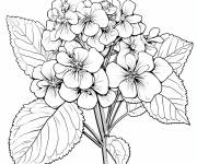 Coloriage Charmante fleurs de Hortensia