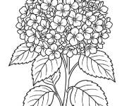 Coloriage Charmante Hortensia