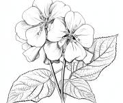 Coloriage Contour de Hortensia