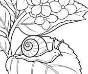 Coloriage Escargot sur la Hortensia