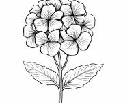 Coloriage Facile bouquet de fleurs d'hortensia