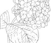 Coloriage Fantastique Hortensia