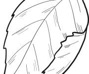 Coloriage et dessins gratuit Feuille de fleur Hortensia à imprimer