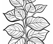 Coloriage Feuilles de Hortensia