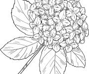 Coloriage Fiche Hortensia fleurie