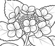 Coloriage Fleur de la Hortensia qui poussent