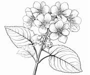 Coloriage Fleur Hortensia aux beaux apparences